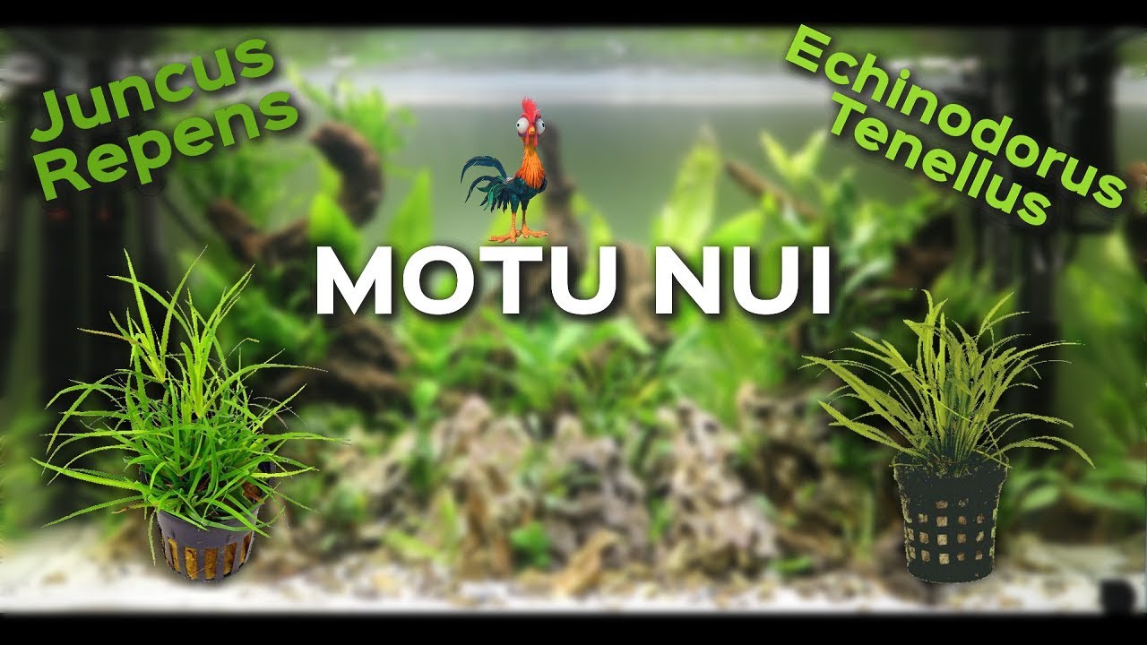 Nuevas Plantas para Motu Nui: Juncus Repens y Echinodorus Tenellus  || AquaTips
