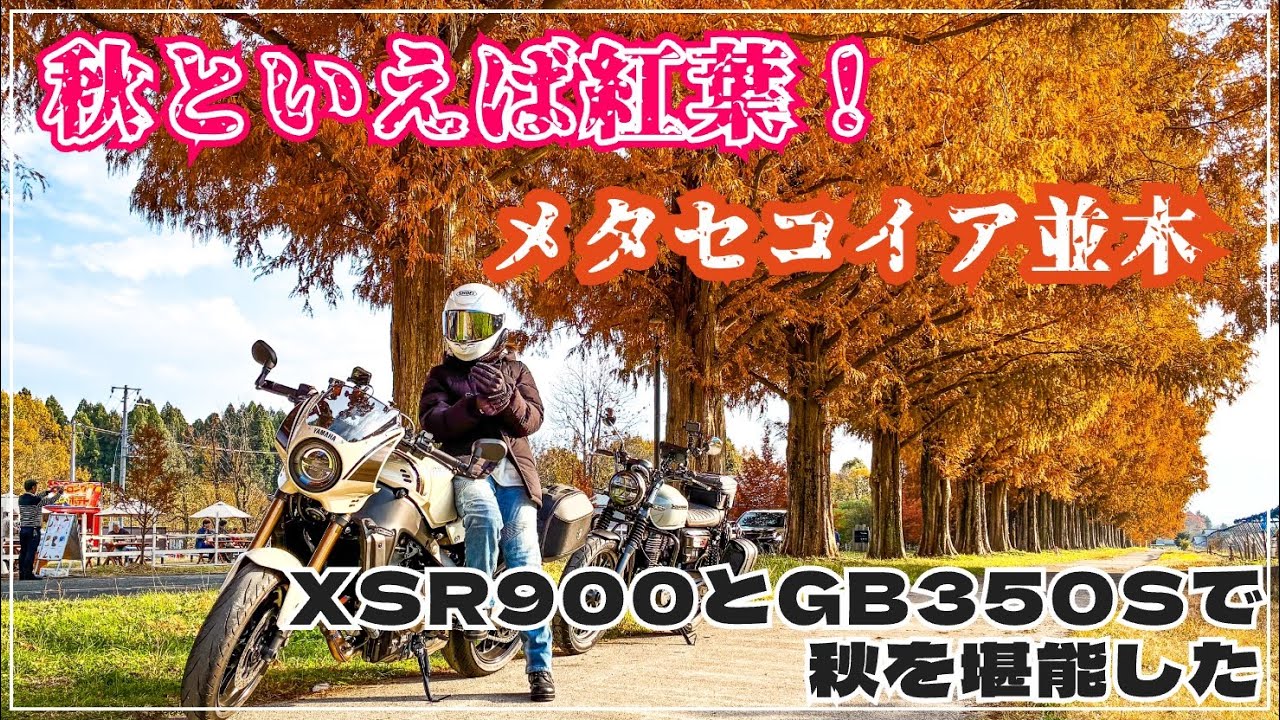 【ツーリング】11月のメタセコイア並木は最高すぎた！|バイク女子白バイに追いかけられる・・・