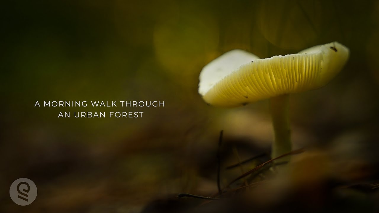 An Early Morning Walk through an Urban Forest | 4k 🌅🌳