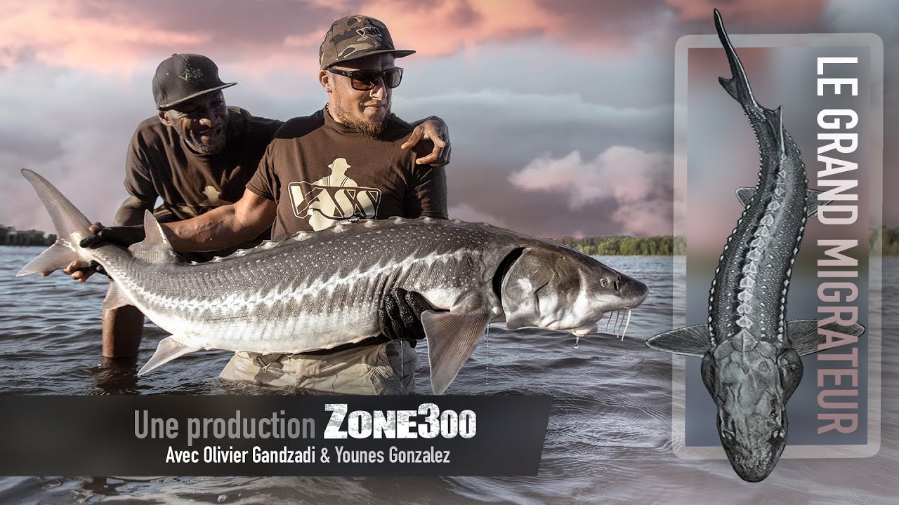 Le Grand Migrateur ( Pêche de l'Esturgeon Blanc USA) - Film ZONE300