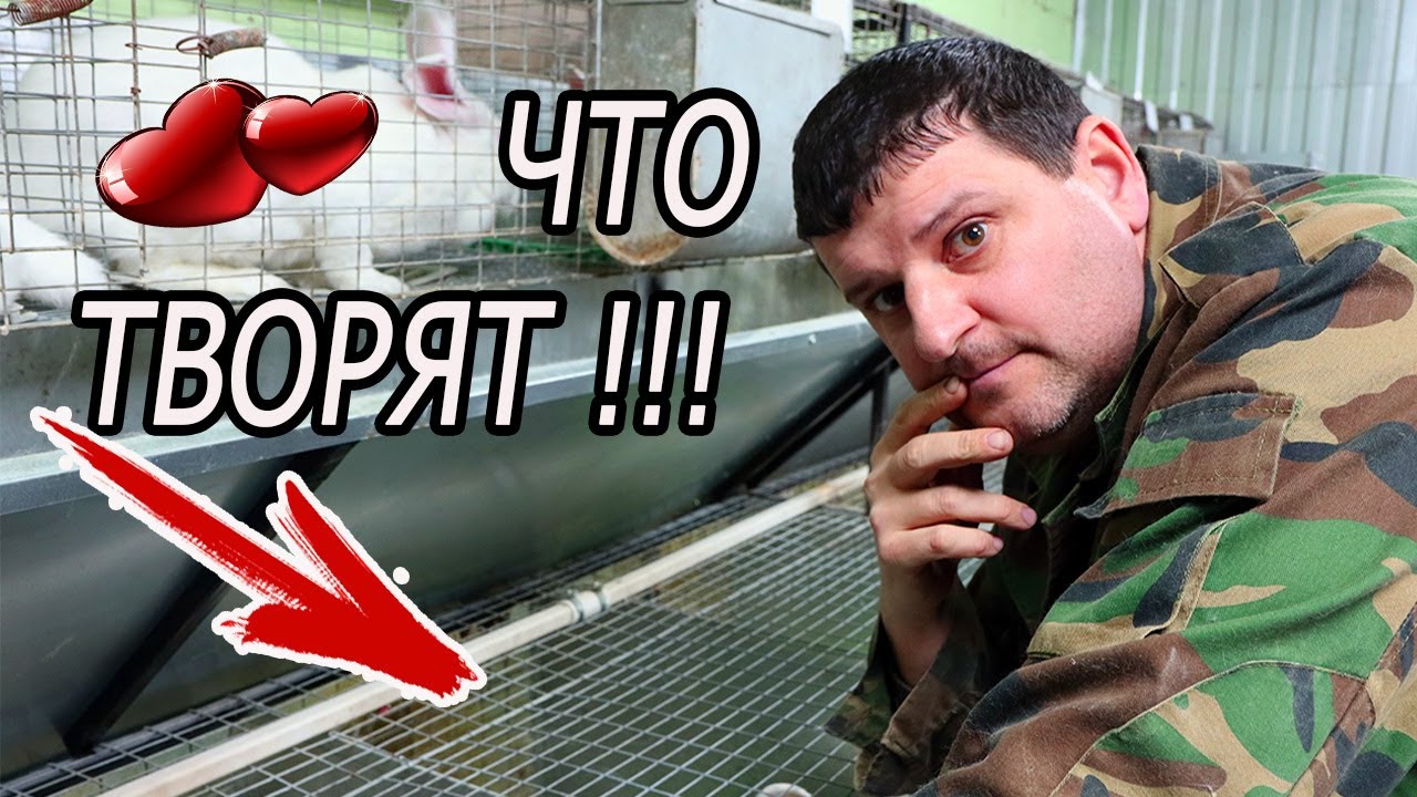 СЛУЧКА КРОЛИКОВ. КАК Я РАБОТАЮ!