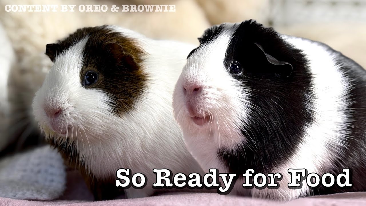 Watch These Guinea Pigs Wait for Food 🐹🥦
