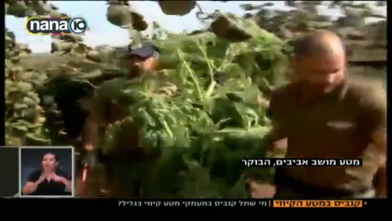 מושב אביבים: שדה מריחואנה בתוך מטע קיווי