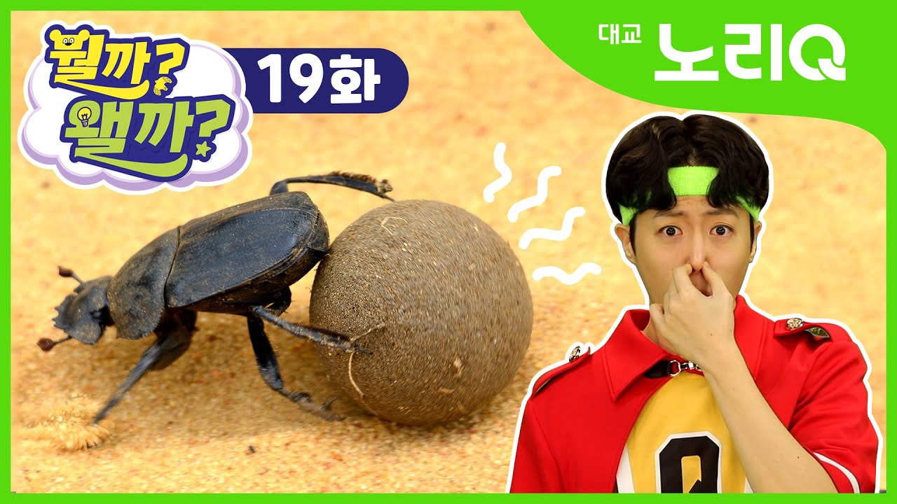 [CC SUB] 굴려라 굴려! 쇠똥구리 | 뭘까왤까 19화 | 대교 노리Q
