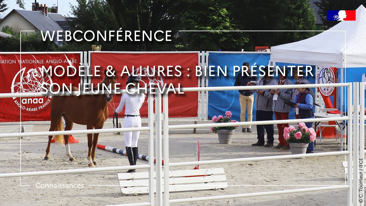 Modèle & allures : bien présenter son jeune cheval - Patrick Pratlong