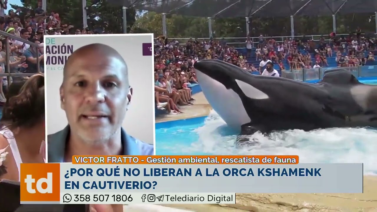 ¿POR QUÉ NO LIBERAN A LA ORCA KSHAMENK EN CAUTIVERIO?