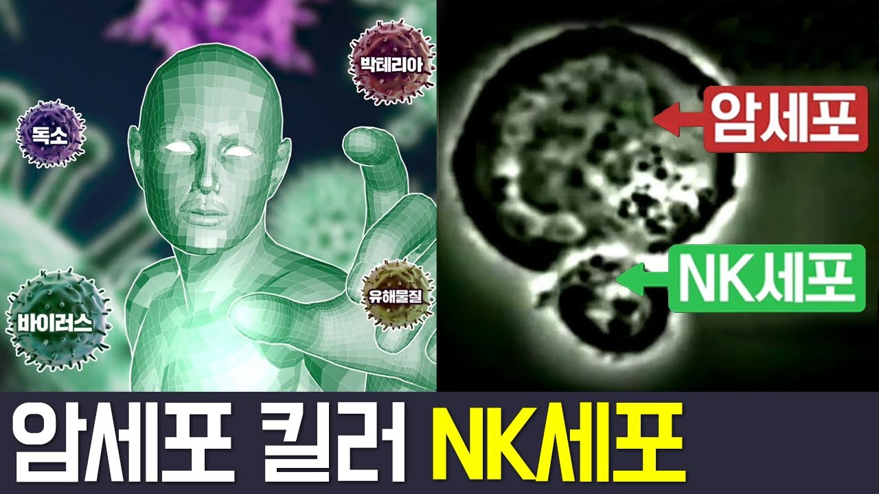 [Balance Of Life] 암, 대비할 수 있다?! 몸속 NK세포를 지켜라! l 나는 몸신이다