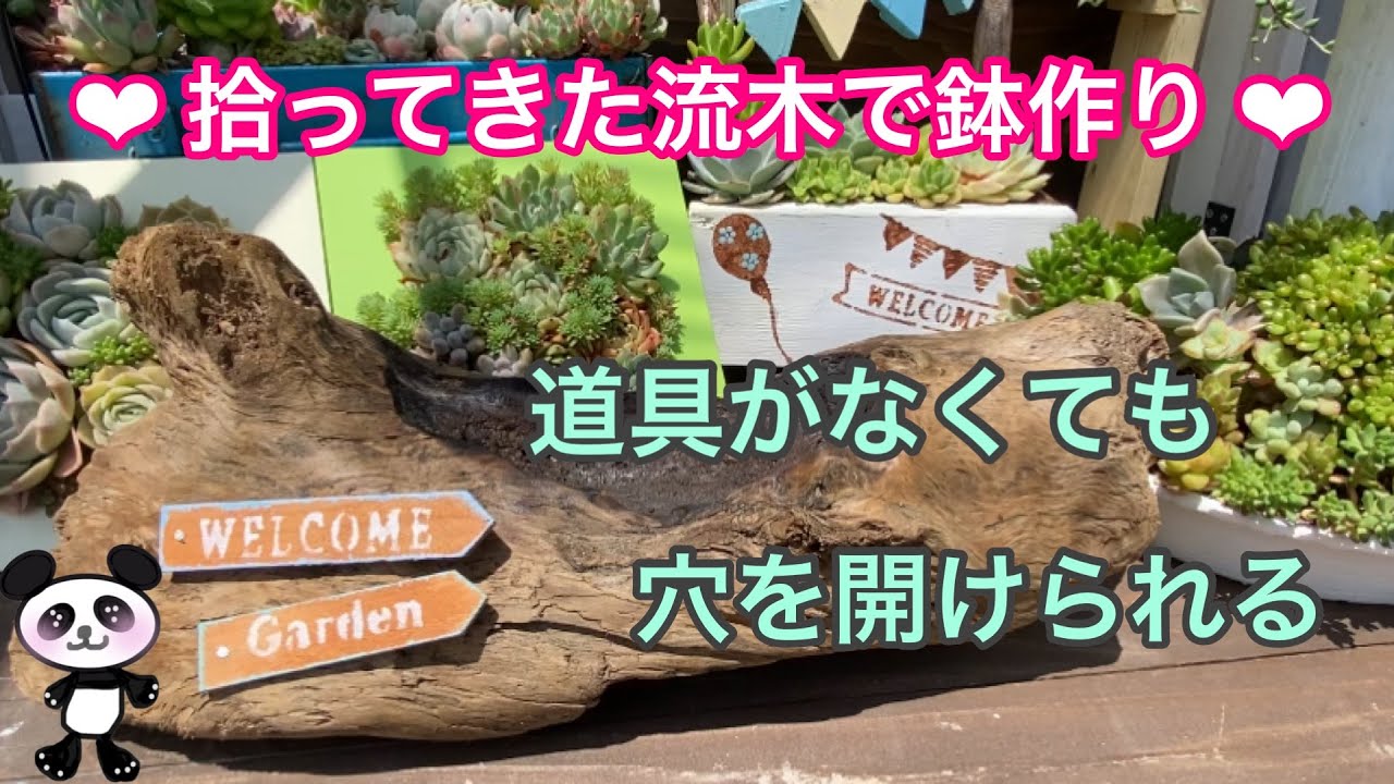 【多肉植物】#88✨ゼロから始める多肉棚✨拾った流木で穴を開けて鉢を作る🤗