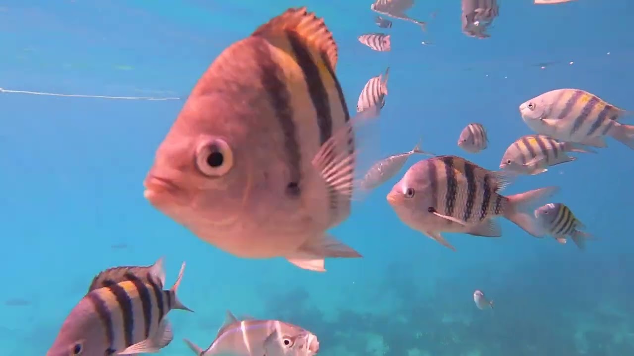 Chapter 43 The Aquarium