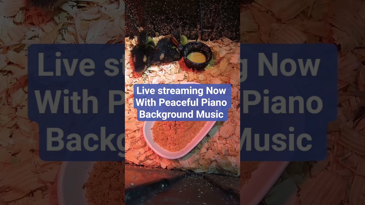 Baby Duck Live Stream With Peaceful Piano Music to Relax to .