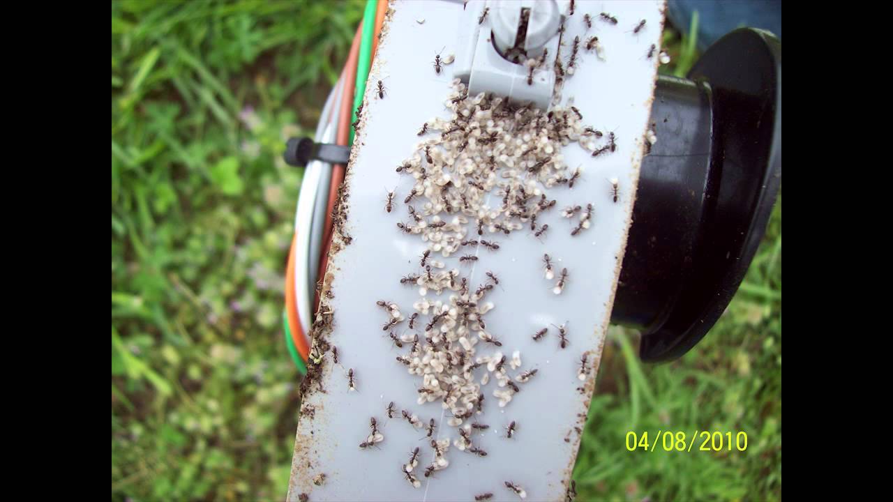 Tech Talk: Rainbow Fire Ant & Insect Killer (2:59)
