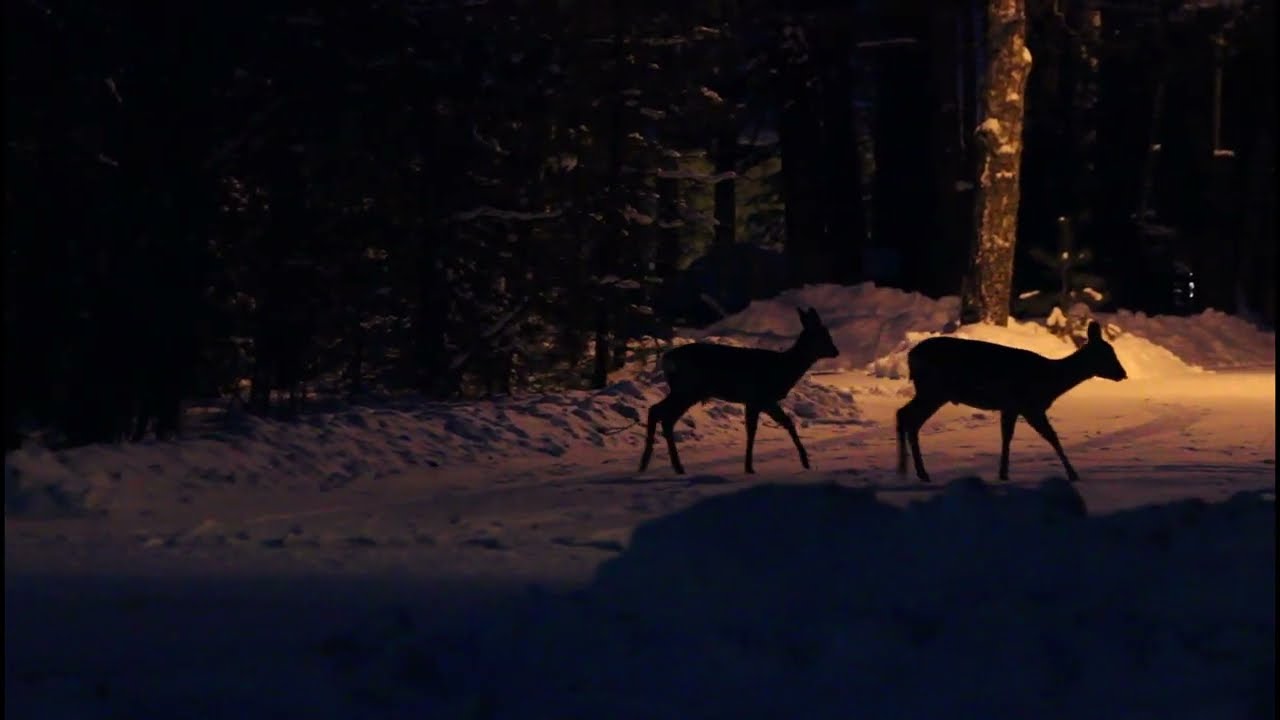 🦌 Roe deer are looking for dinner under the snow 🍽️ Косули ищут себе ужин под снегом 🌿