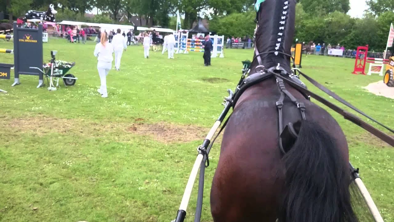 Concours Hippique Eext ereronde tuigpaarden