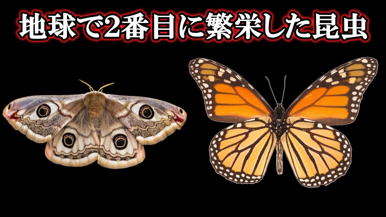 【ゆっくり解説】蝶の進化