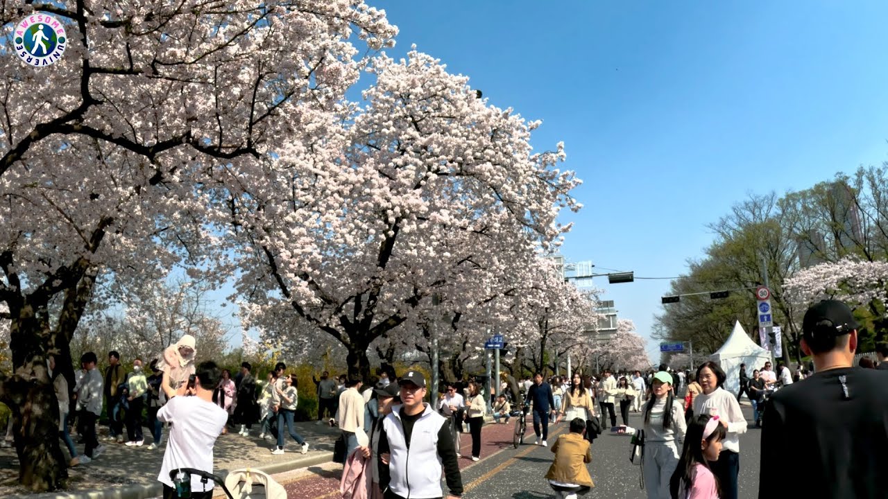 [4K HDR] Yeouido Cherry Blossom Festival 2023 | Seoul Cherry Blossom Festival Walking Tour 여의도 벚꽃축제