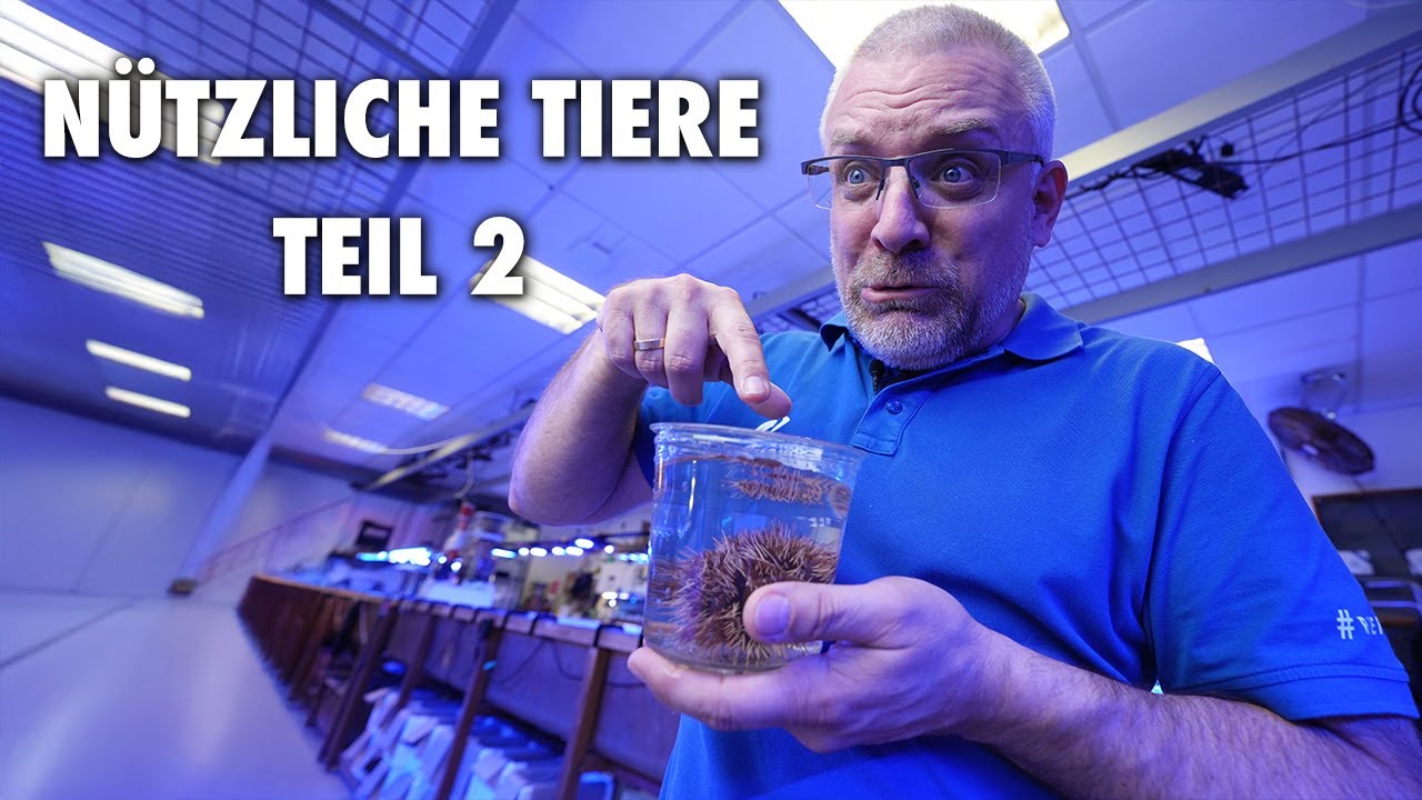 Nützliche Tiere im Aquarium! - Teil 2