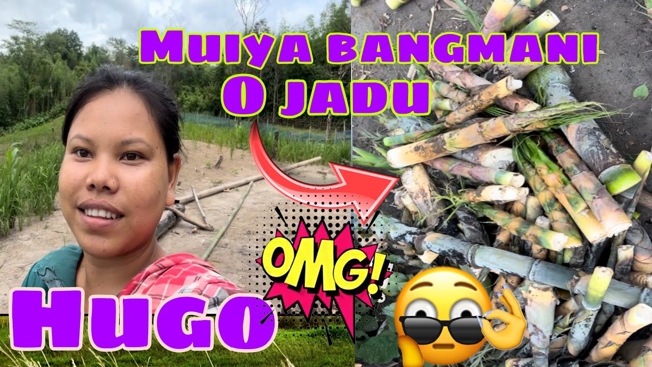 O jadu muiya bangmani 🤗 taklai ni first time muiya fainani phaijak 🎋 #bambooshoot #trending #vlog