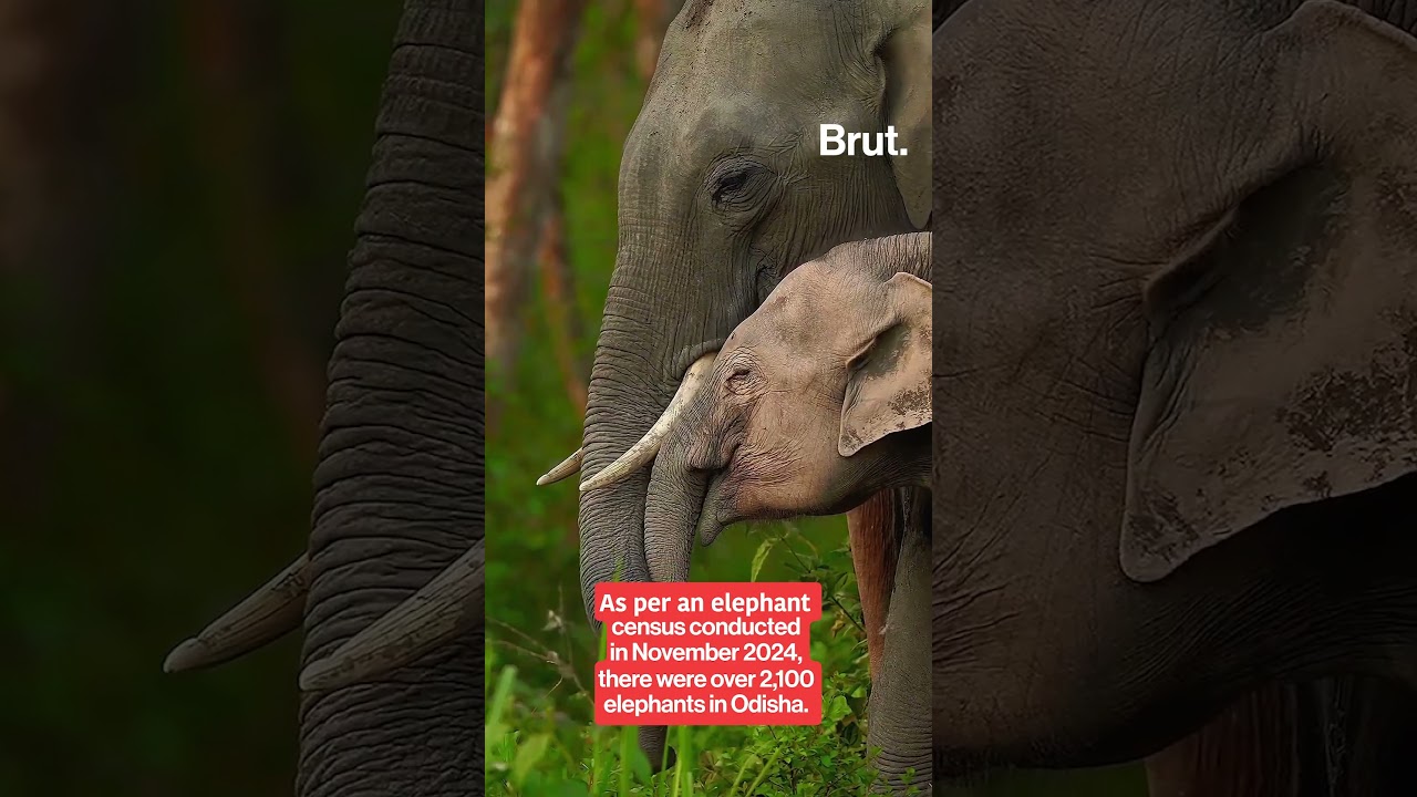 An elephant fell into a well in Odisha while searching for food prompting a six-hour rescue.