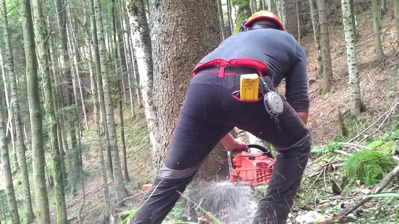 Falling a mountain spruce 1 - Dolmar 7900HD