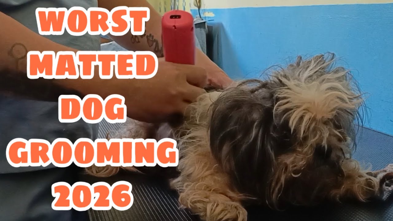 The worst matted dog grooming in 2026 full shavedown