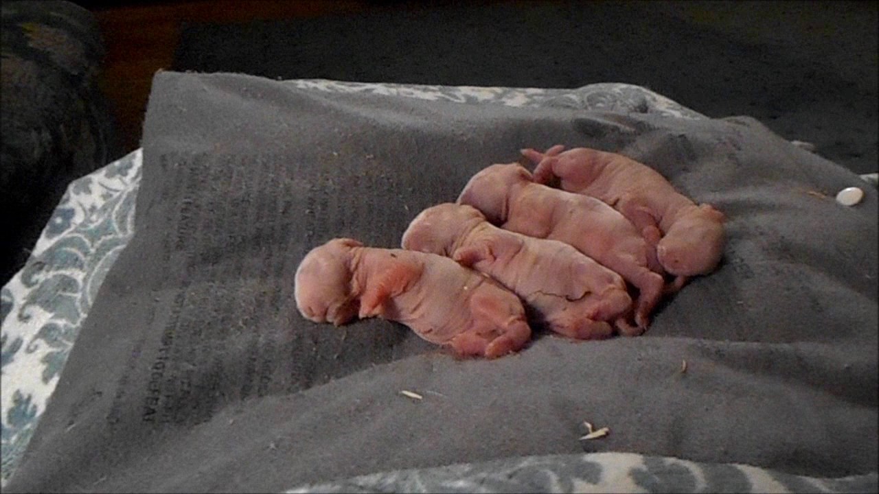 Спасение новорожденных детенышей – одна из моих суперспособностей.