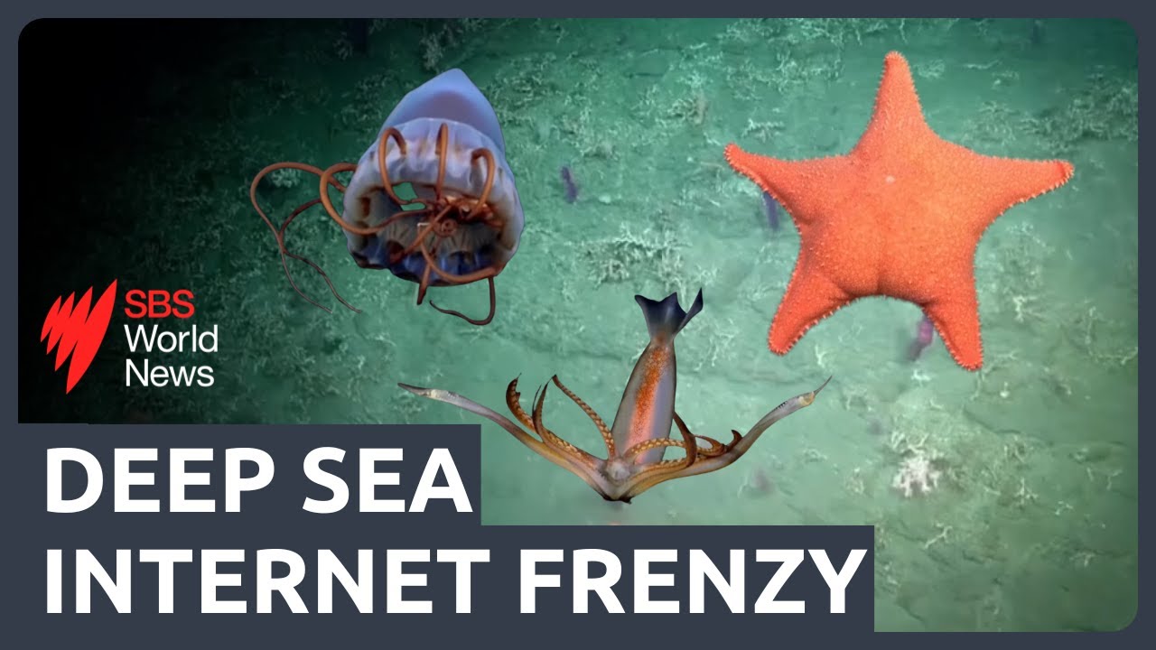 An internet frenzy: Why the sea floor off Argentina’s coast is attracting millions of views