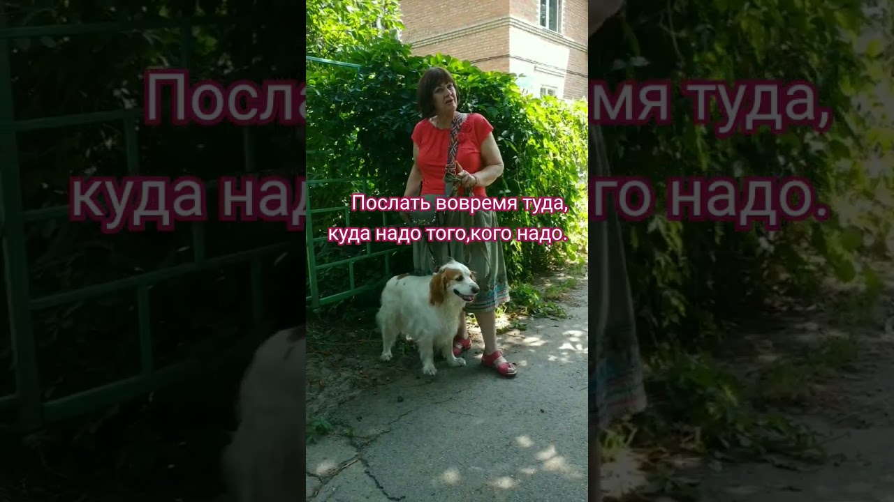 #юмор #позитив #pets  #viral