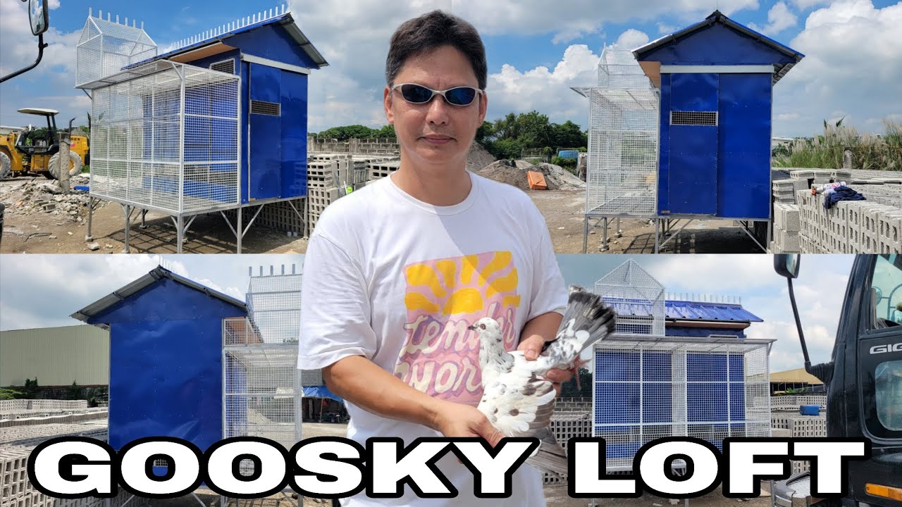 COLLAPSIBLE PIGEON LOFT NI MR. RONALD NG PULILAN BULACAN | MADE BY MHARK AGUILUZ LOFT MAKER  