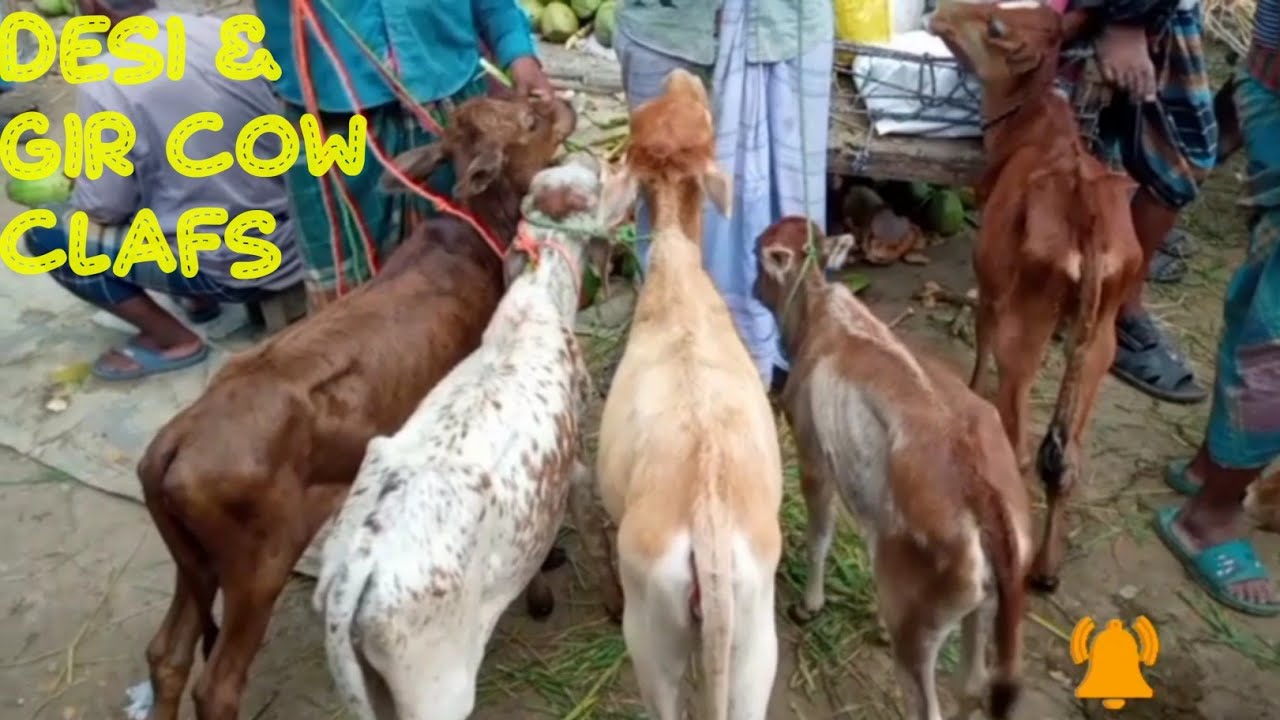 Top class desal & gir cow clafs at dhaper hat|||