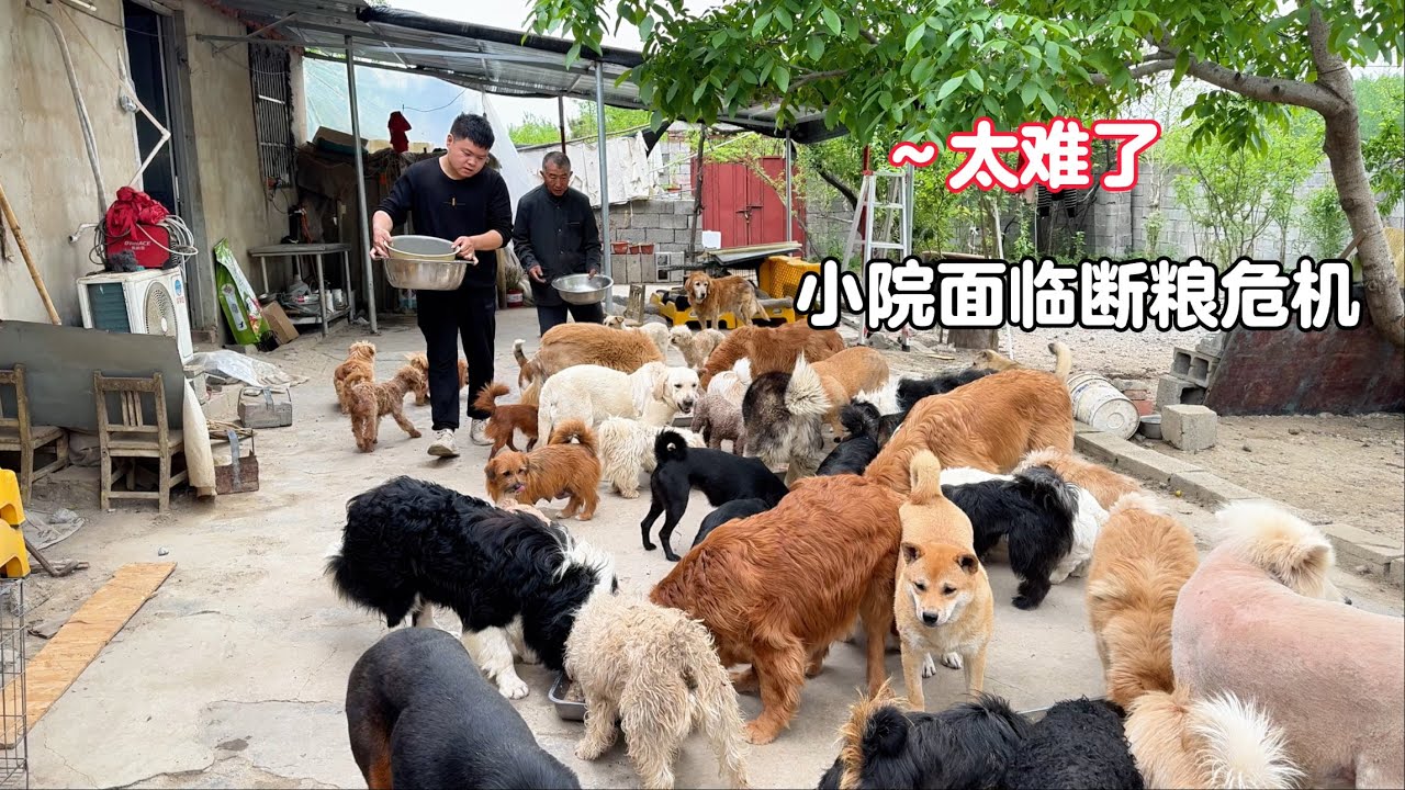 面對著三只毛孩的醫藥費，小院又即將斷糧，救助背後的心酸誰能懂