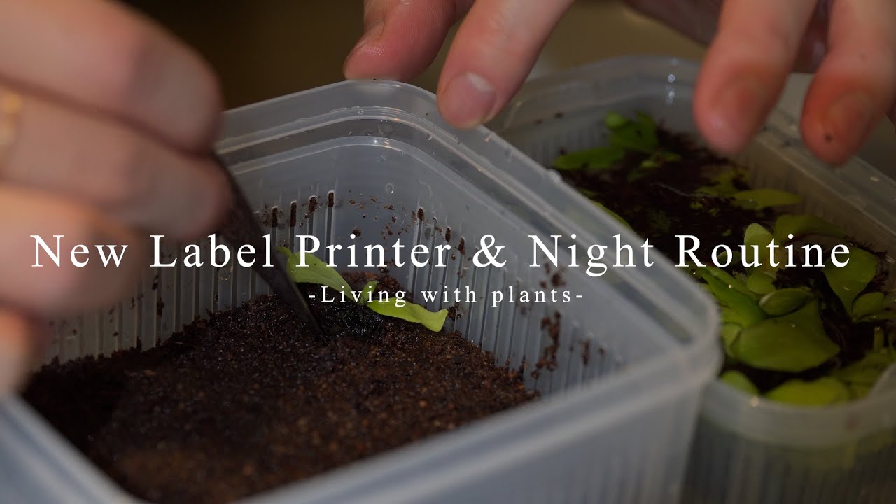 VLOG_ビカクシダ育成のNight Routineと新アイテムのテプラでラベル作成/New Label Printer & Night Routine【植物と暮らす】#67