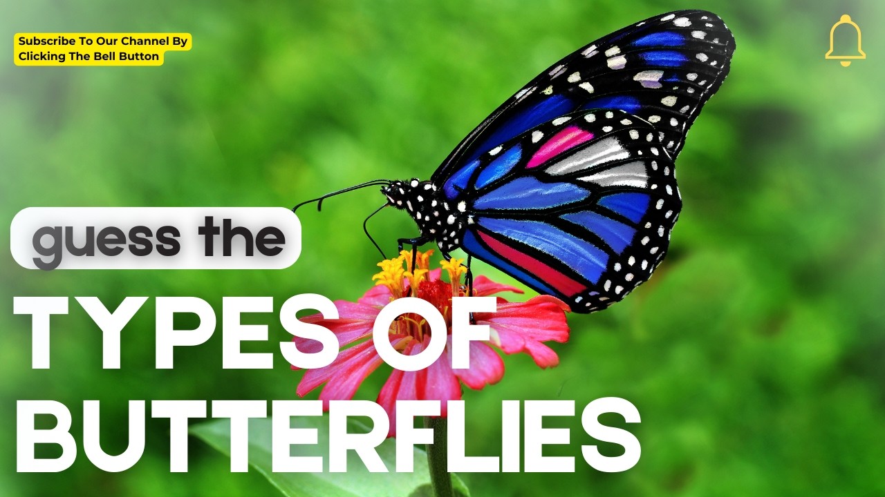 The World's Most Beautiful Butterflies: Can You Spot Them? #insects