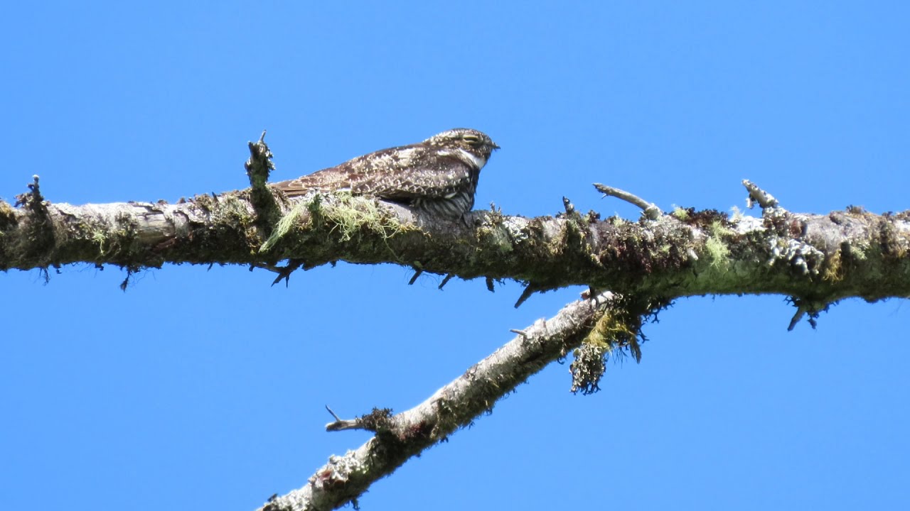 Common Nighthawks