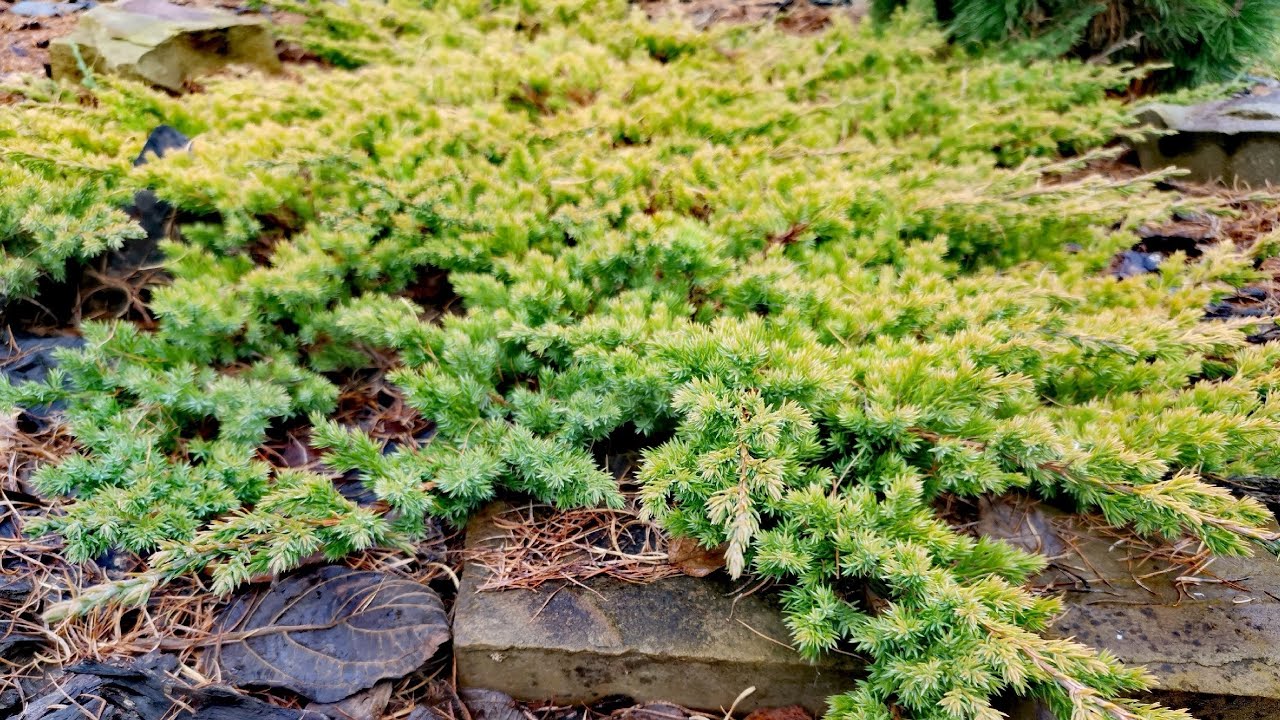 Коллекция МОЖЖЕВЕЛЬНИКОВ!🔥 Последний день осени! 🌲🍁30.11.25 #garden #сад #обзор #дача