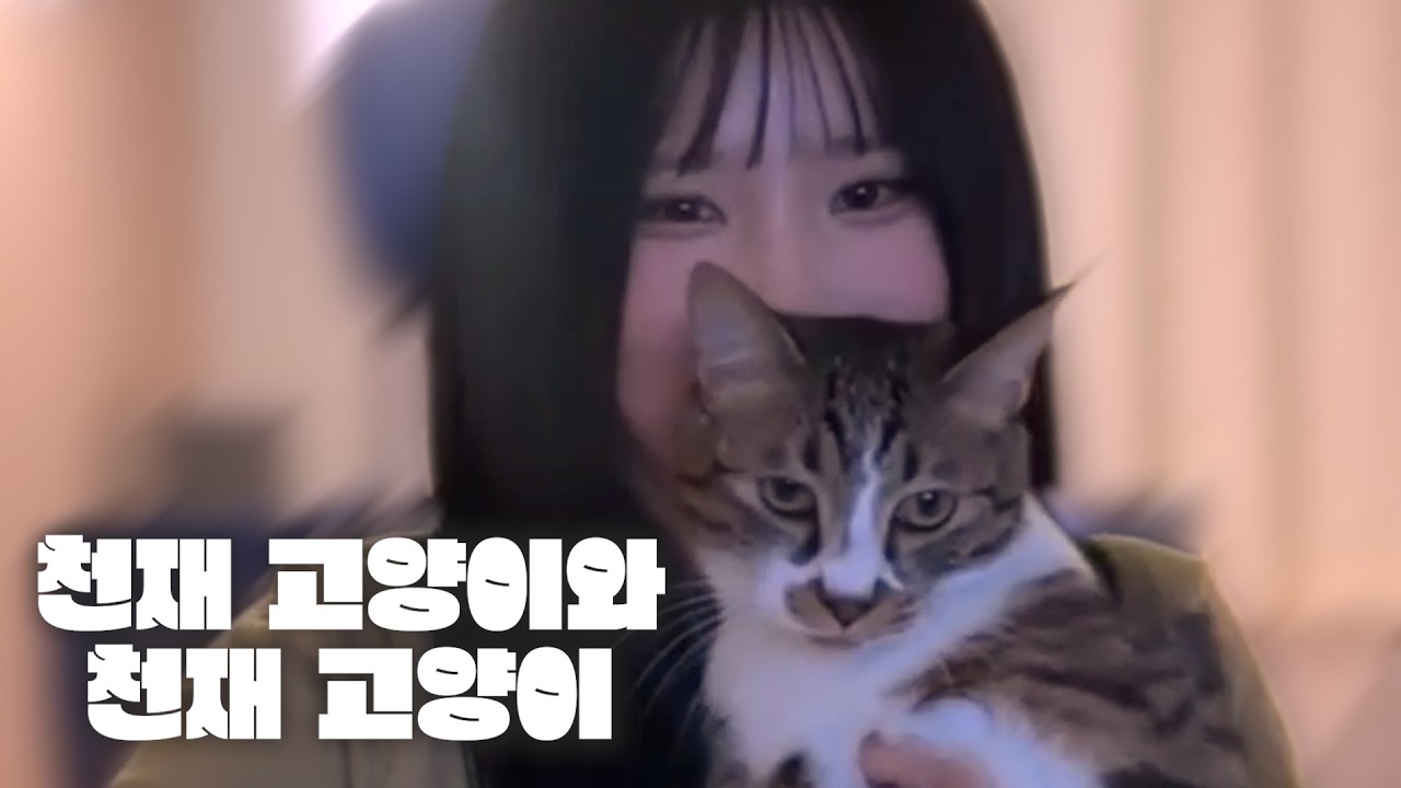 천재 고양이와 천재 고양이 [프로미스나인 송하영]