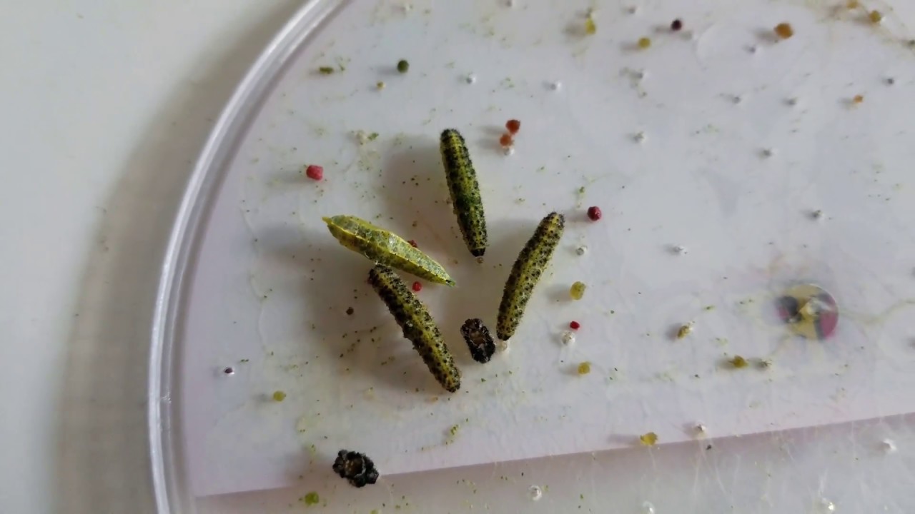 #10#Gro&szlig;e Kohlwei&szlig;ling Raupen Metamorphose Beobachtung Folge:10 