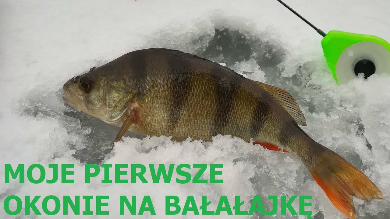 Pierwszy/ostatni lód 2019? - Okonie na bałałajkę z płytkiej wody