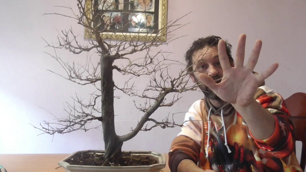 Directrices BONSAI Doble Tronco/Trabajo En Granado/Samuel Sánchez Bonsai