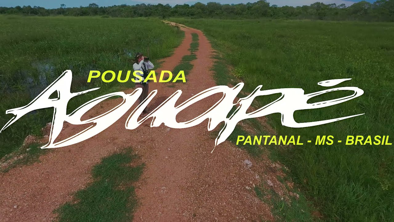 Birdwatching Wildlife photography Pousada Aguap&eacute;