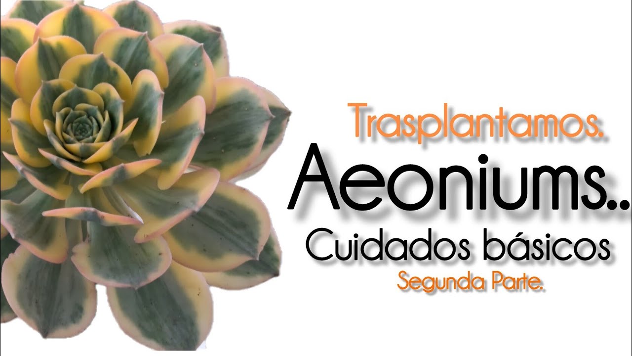 AEONIUMS CUIDADOS BÁSICOS Y TRASPLANTAMOS.  #aeonium #plantas #suculentas