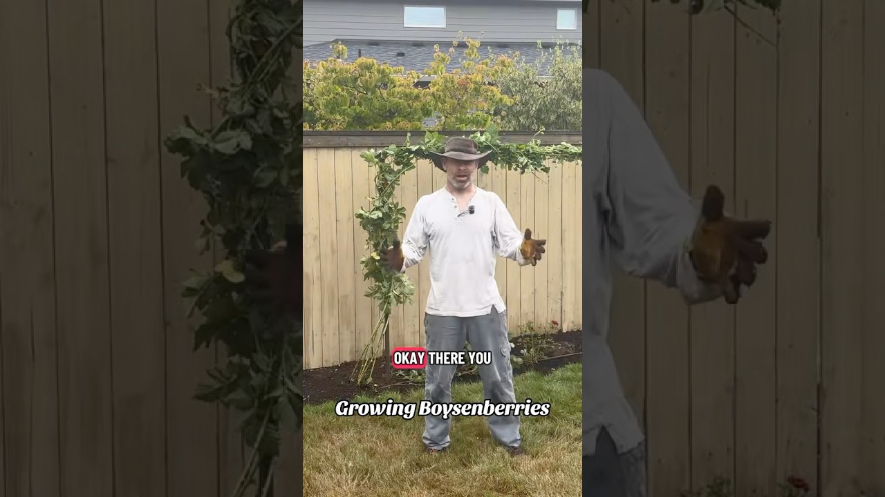 How to Grow Boysenberries #boysenberries #pacificnorthwestgardening