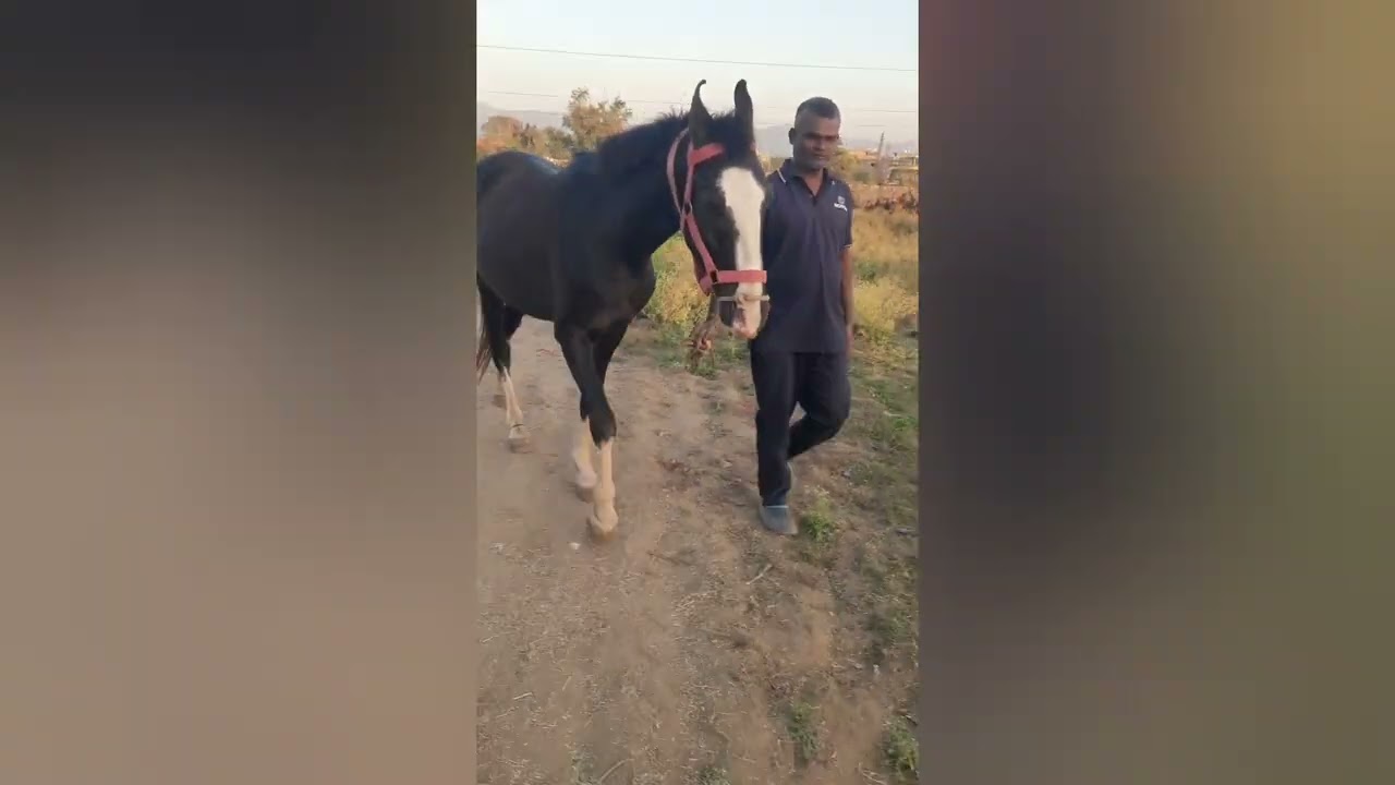 Marwari horse
