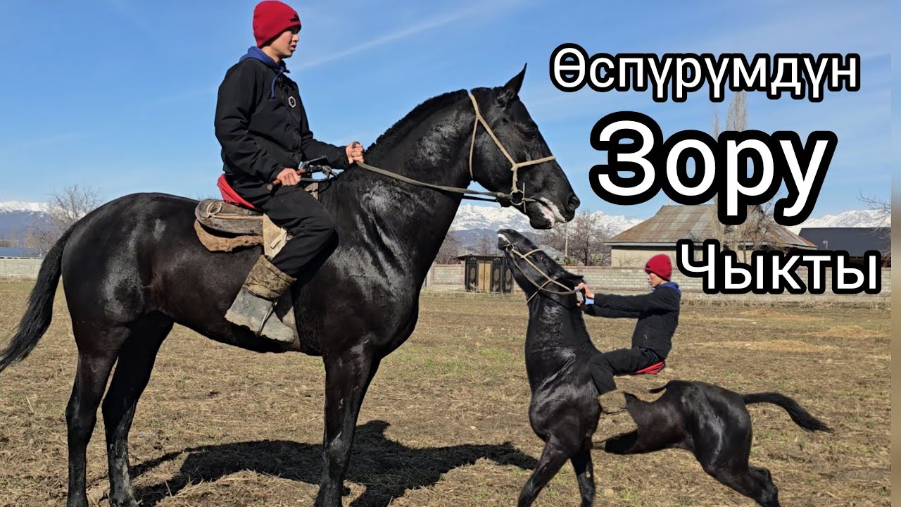 Жакшы өспүрүм чыкты #кыргызстан #жылкыбазар #horse #атбазар #rek #продажалошадей