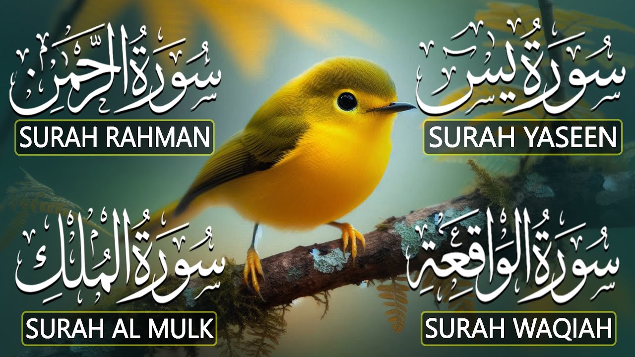 The Best Recitation Surah Yaseen (Yasin) | Surah Rahman | Surah Waqiah | Surah Mulk