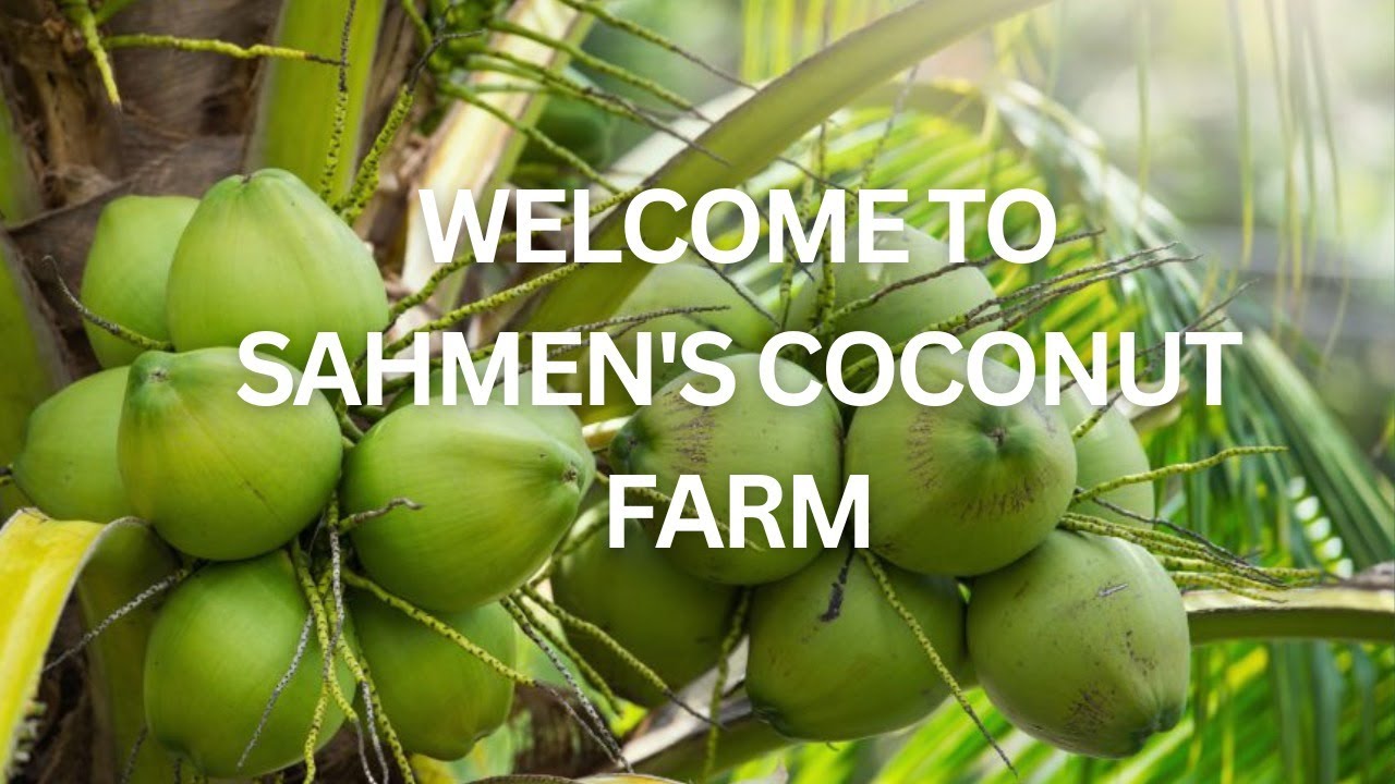 .A tour of Sahmen's Beautiful Coconut Plantation