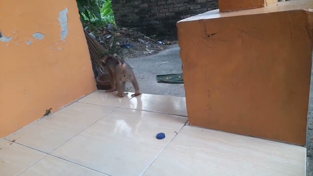 Anak monyet cute caca lagi hevy bermain di depan rumah