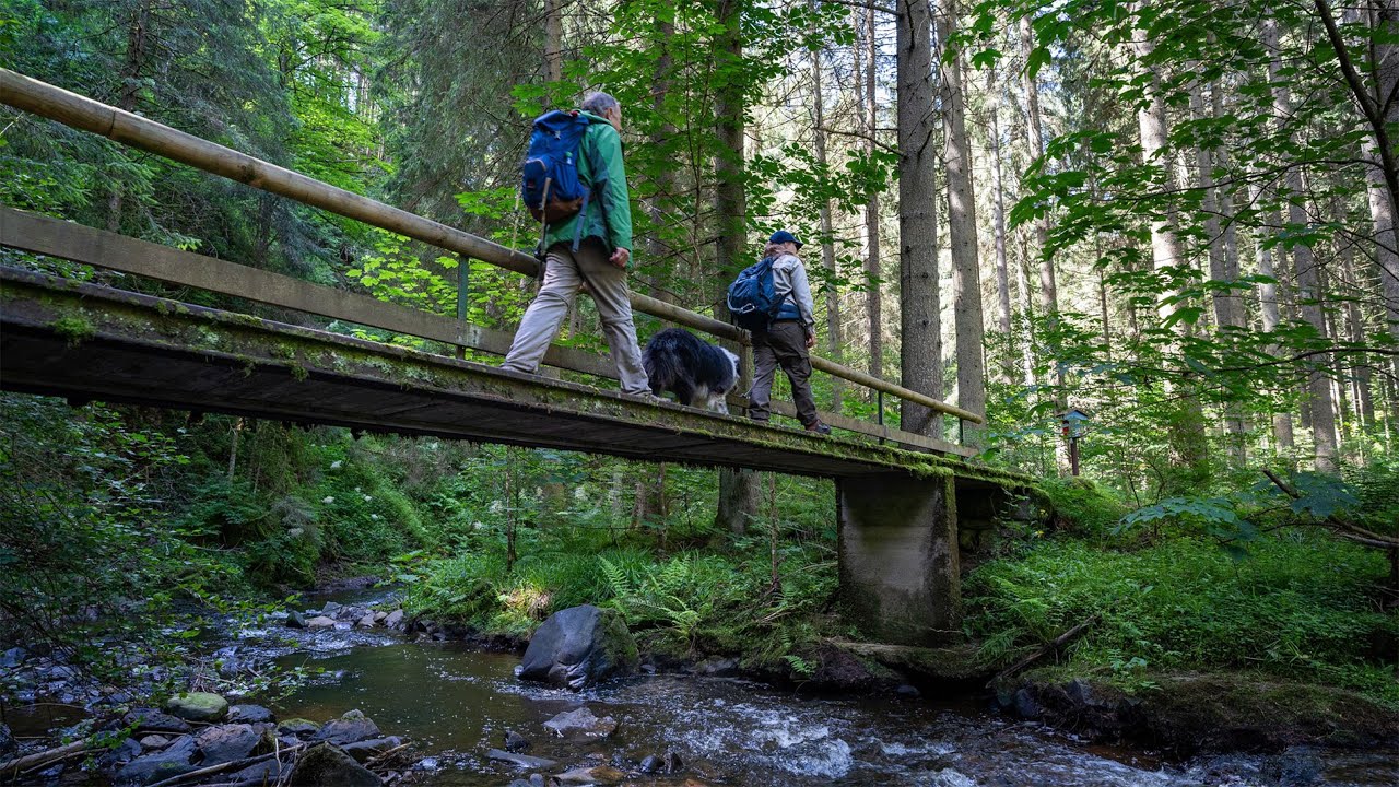 Biber in der Rötenbachschlucht | Raus mit Klaus