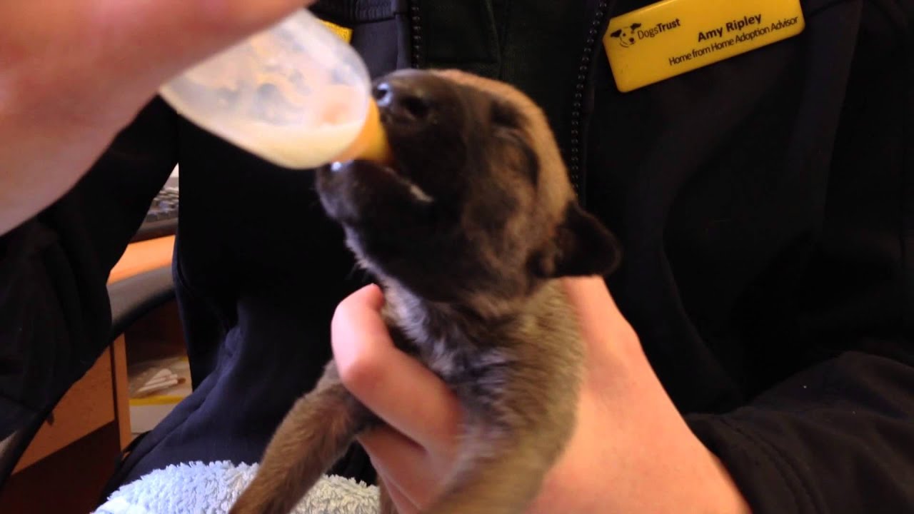 Amy Ripley talks about the puppies