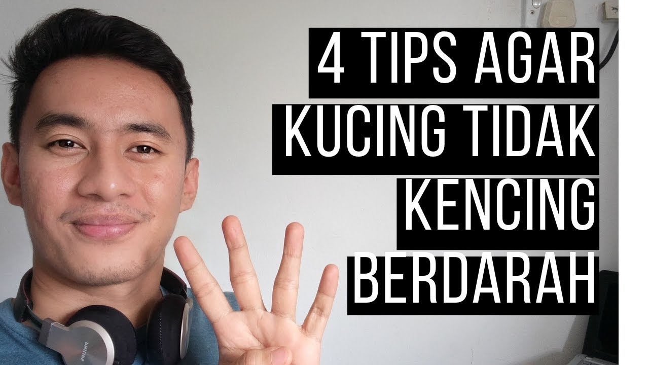 4 Tips Agar Kucing Tidak Kencing Batu Lagi