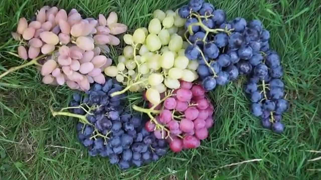 Winorośl Odmiany deserowe wielkoowocowe  Owocowanie 2015